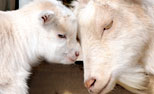 Relaxed Farming Pygmy Goats