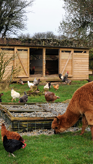 Relaxed Farming