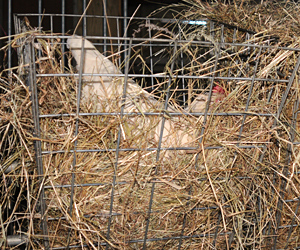 Relaxed Farming