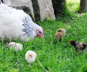 Relaxed Farming