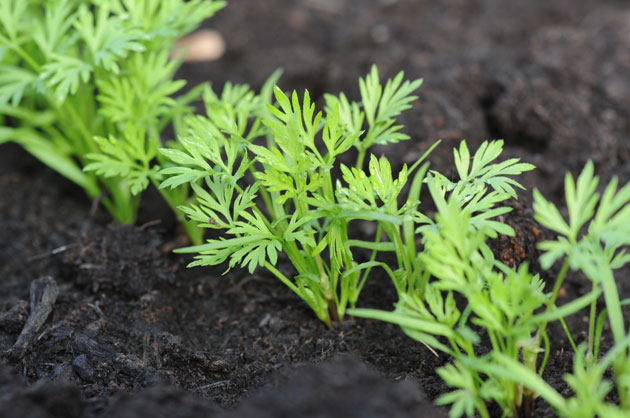 Relaxed Farming