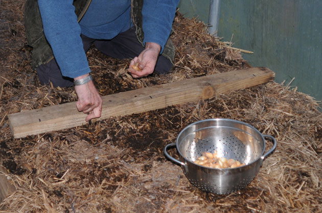 Relaxed Farming