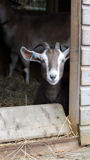 Relaxed Farming