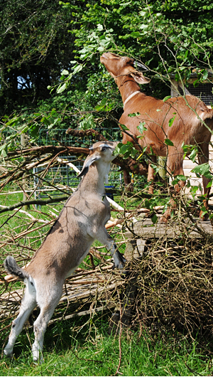 Relaxed Farming