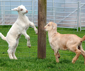 Relaxed Farming