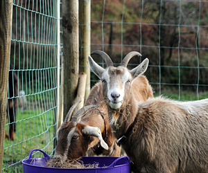 Relaxed Farming