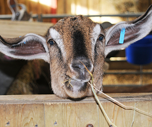 Relaxed Farming