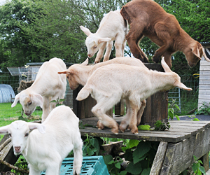 Relaxed Farming