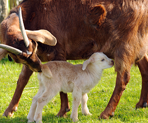 Relaxed Farming