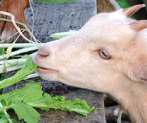 Relaxed Farming