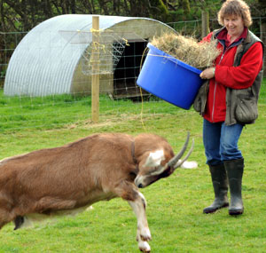 Relaxed Farming