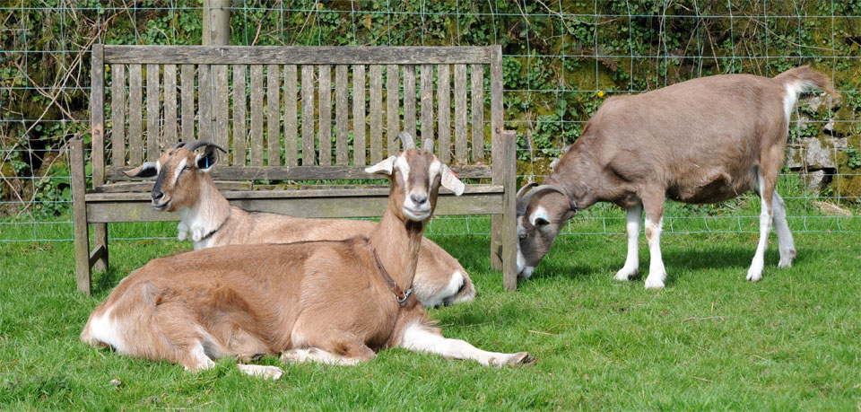 Relaxed Farming