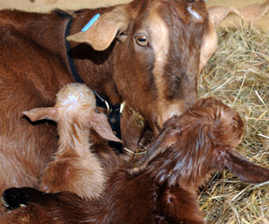 Relaxed Farming