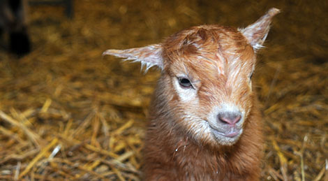 Relaxed Farming