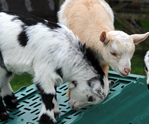 Relaxed Farming