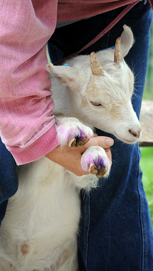 Relaxed Farming