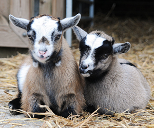 Relaxed Farming