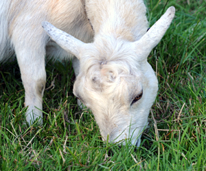 Relaxed Farming