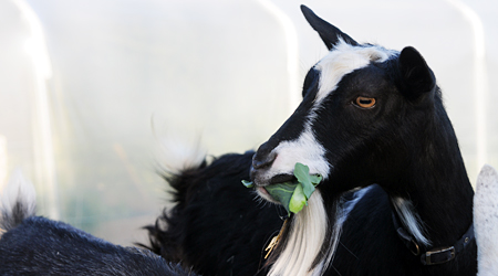 Relaxed Farming