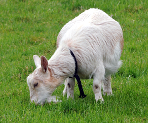 Relaxed Farming