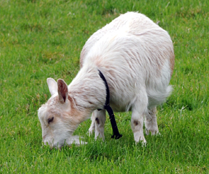 Relaxed Farming