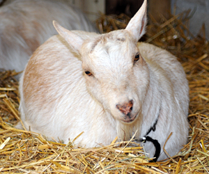 Relaxed Farming