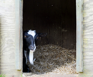 Relaxed Farming