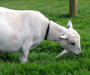 Relaxed Farming