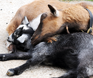 Relaxed Farming