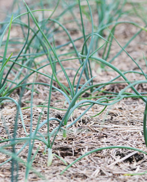 Relaxed Farming