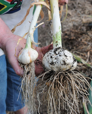 Relaxed Farming