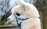 Relaxed Farming Alpacas