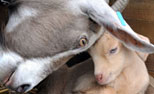 Relaxed Farming Dairy Goats