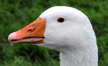 Relaxed Farming Geese