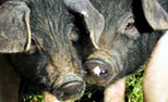 Relaxed Farming Pigs