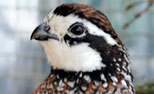 Relaxed Farming Quail