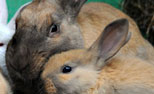 Relaxed Farming Rabbits