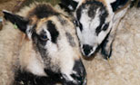 Relaxed Farming Sheep